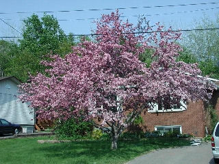 56 melvyn ave, Lively Ontario, Canada