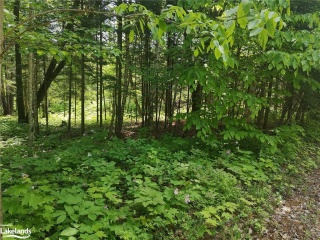 cooper lake road, Dwight Ontario, Canada