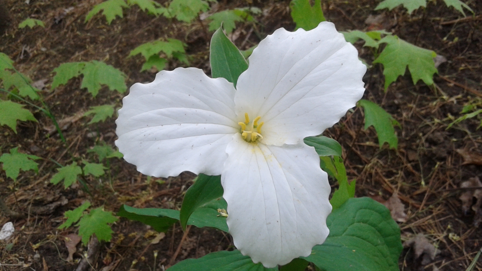 Goverment of Ontario. A flower in Muskoka Gravenhurst
