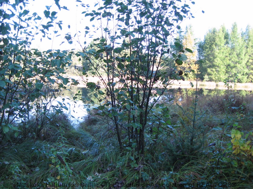 PLANTATION RD, Minden, Ontario (ID 391890050)