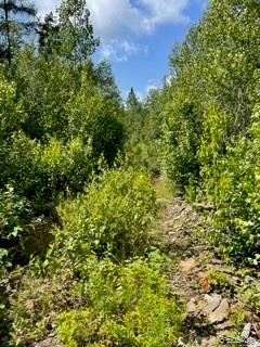 Lot 1 Bronson Settlement Road, Chipman, New Brunswick (ID NB061545)