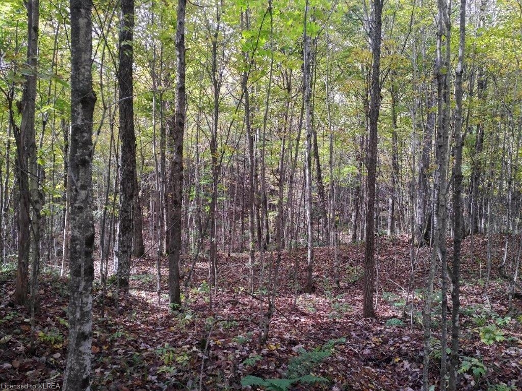 off Loom Lake Road/Forest Access, Kinmount, Ontario (ID 157184)