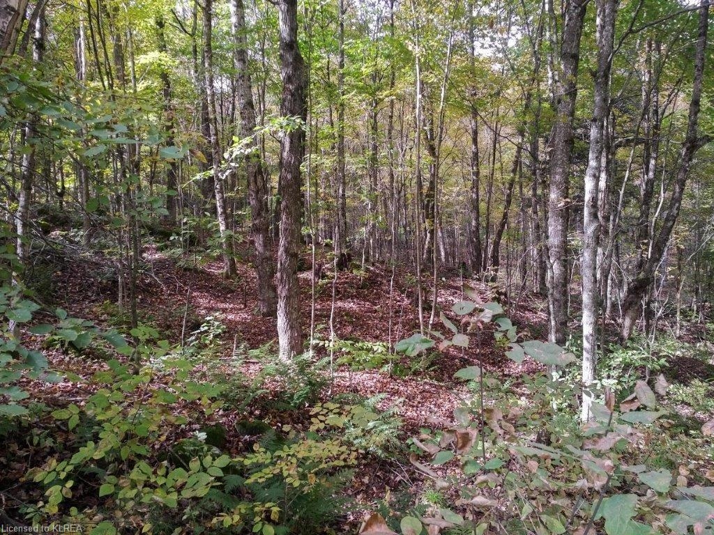 off Loom Lake Road/Forest Access, Kinmount, Ontario (ID 157184)