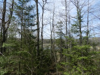 BULLER RD (ID 1236682)