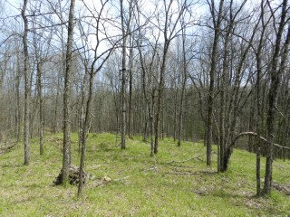 BULLER RD (ID 1236682)