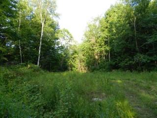 BULLER RD (ID 1236682)