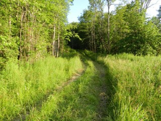 BULLER RD (ID 1236682)