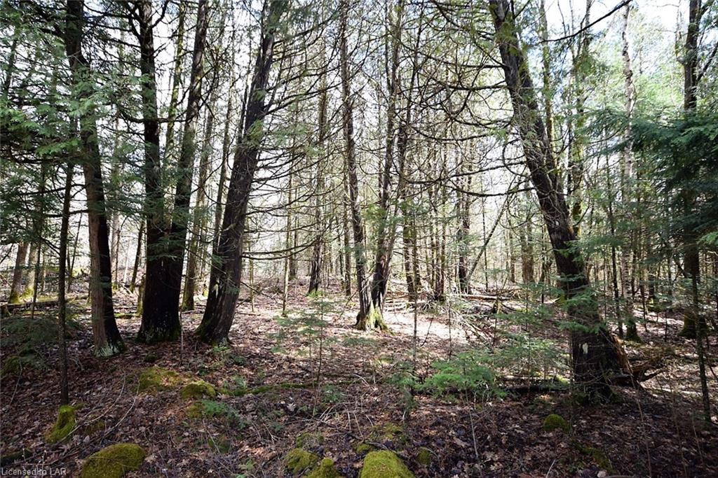 - CONTAU LAKE Road, Haliburton, Ontario (ID 195442)