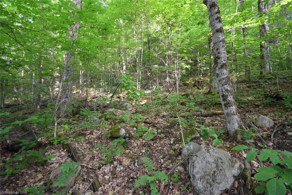 LT 30 FRED JONES Road, Haliburton, Ontario (ID 243929)