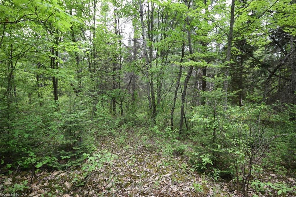 . BRADY LAKE Road, Minden, Ontario (ID 40120486)