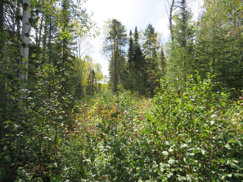3037 Highway 595, Neebing, Ontario (ID TB200069)