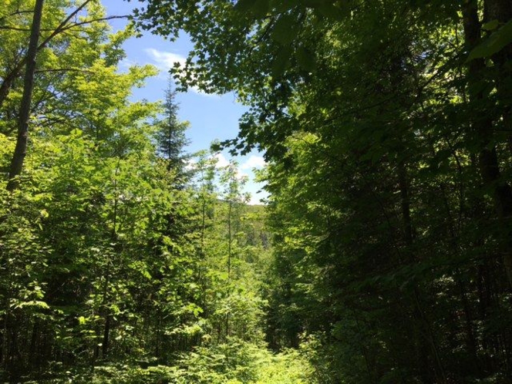 Peever Rd, Hastings Highlands, Ontario, Canada