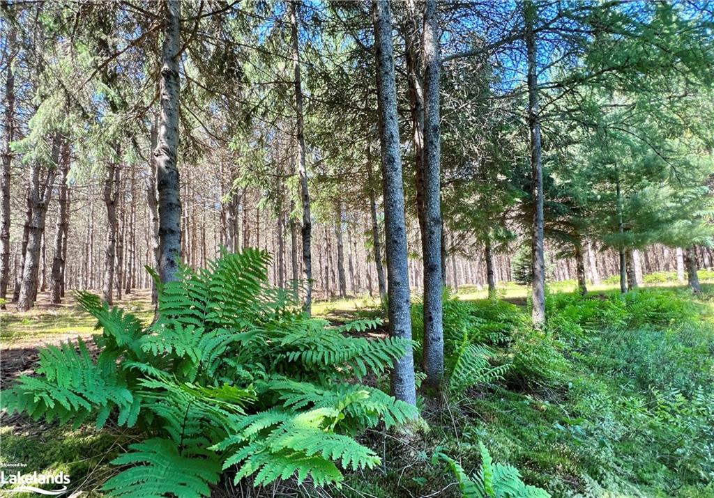 1936 BARRY LINE Road, Algonquin Highlands, Ontario, Canada