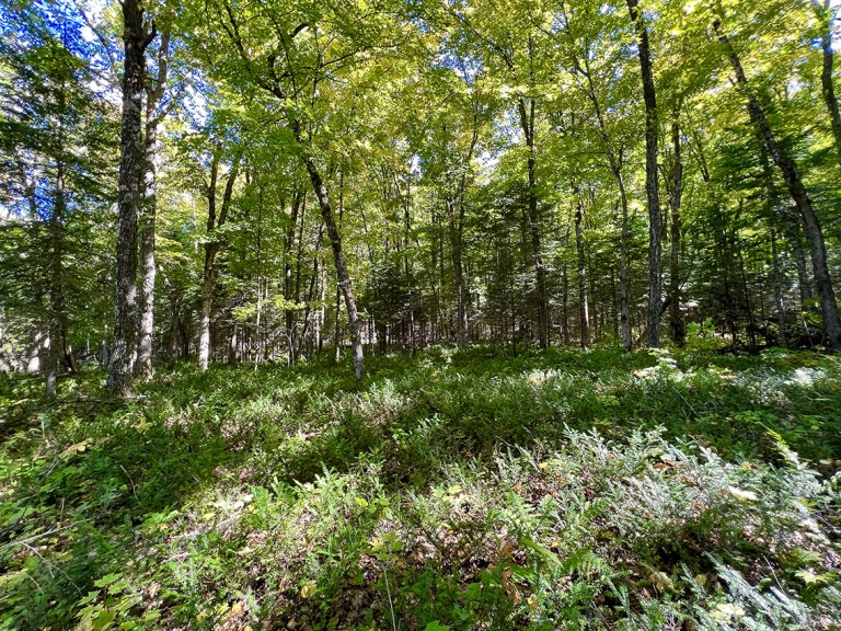 Hemlock Shores on Bigfools Lake (113 Cross Road), Bancroft, Ontario, Canada