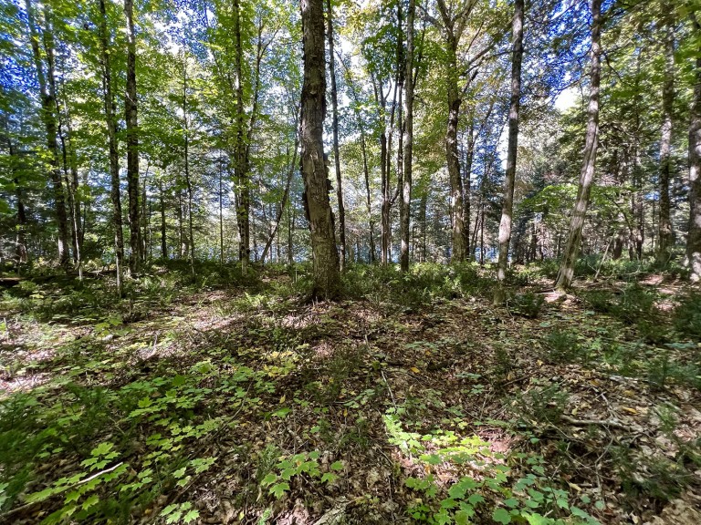 Hemlock Shores on Bigfools Lake (113 Cross Road), Bancroft, Ontario, Canada