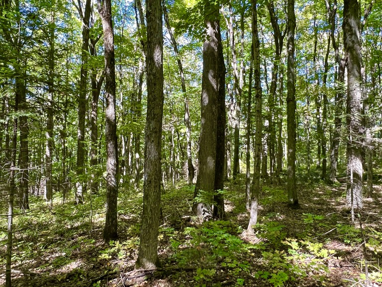 Hemlock Shores on Bigfools Lake (113 Cross Road), Bancroft, Ontario, Canada