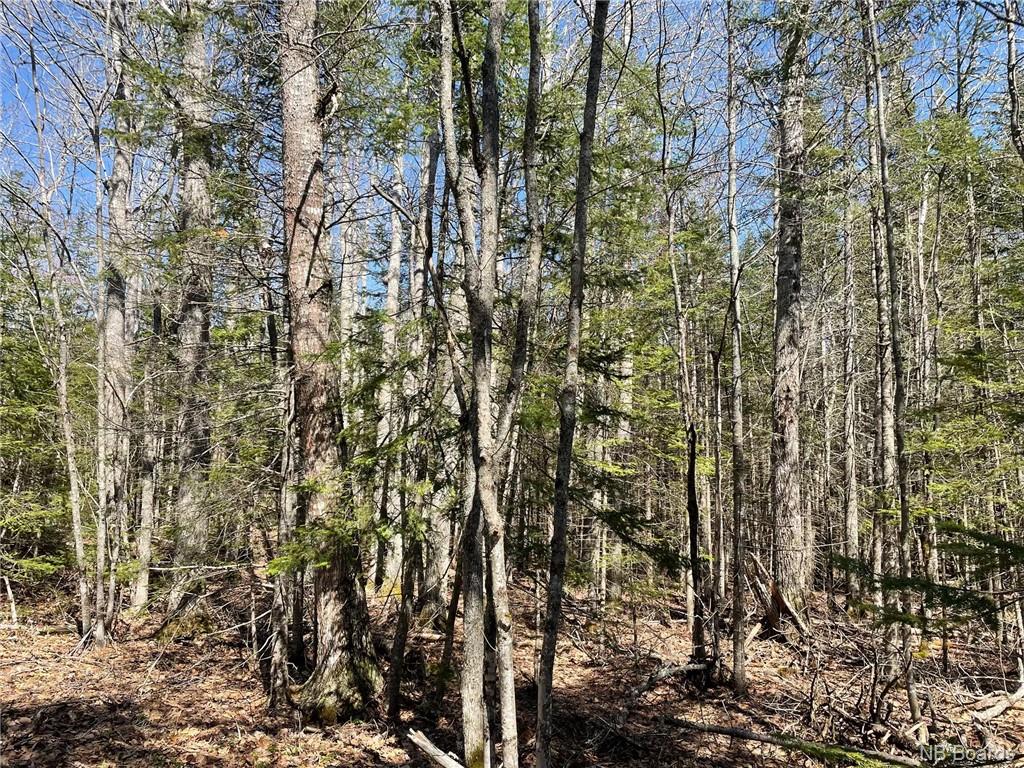 Lot 2 Route 10, Youngs Cove, New Brunswick, Canada
