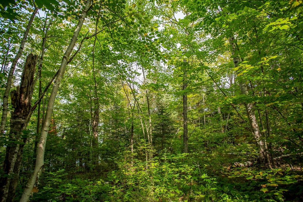 1014 Puddingstone Road, Desbarats Ontario, Canada