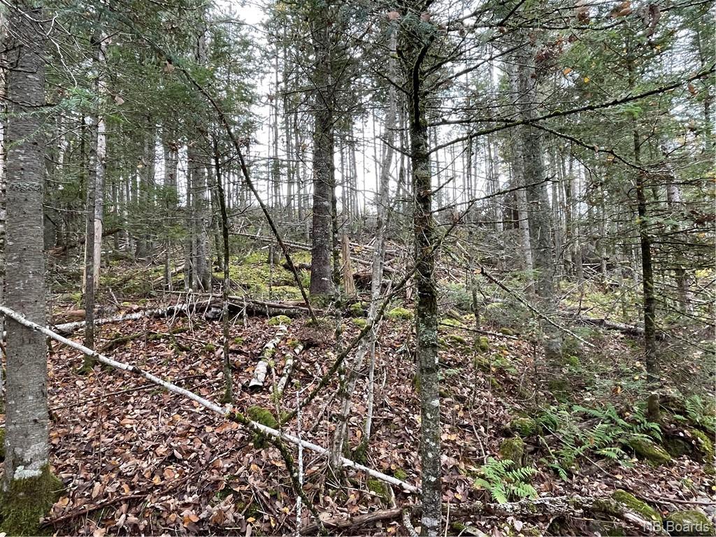 - Bloomfield Ridge South Road, Norton, New Brunswick, Canada