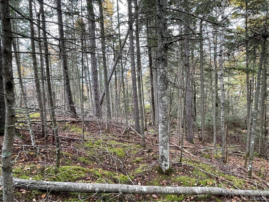 - Bloomfield Ridge South Road, Norton, New Brunswick, Canada