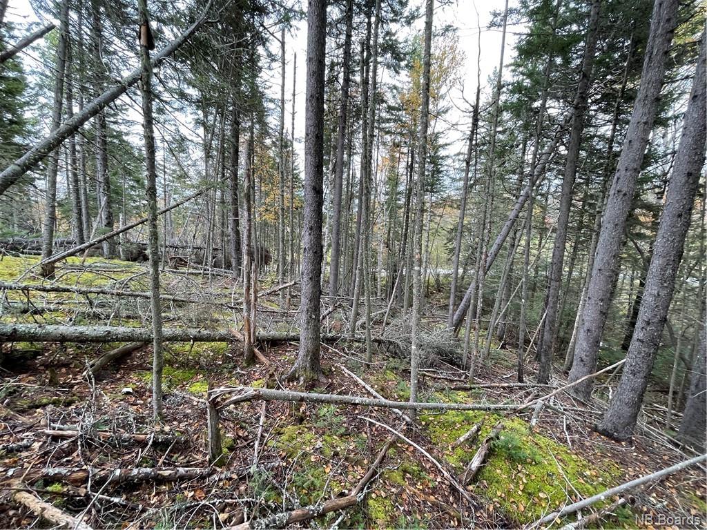 - Bloomfield Ridge South Road, Norton, New Brunswick, Canada