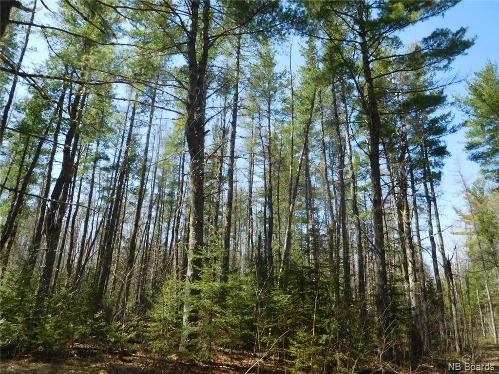 - Scenic Narrows Boulevard, Cambridge Narrows New Brunswick, Canada