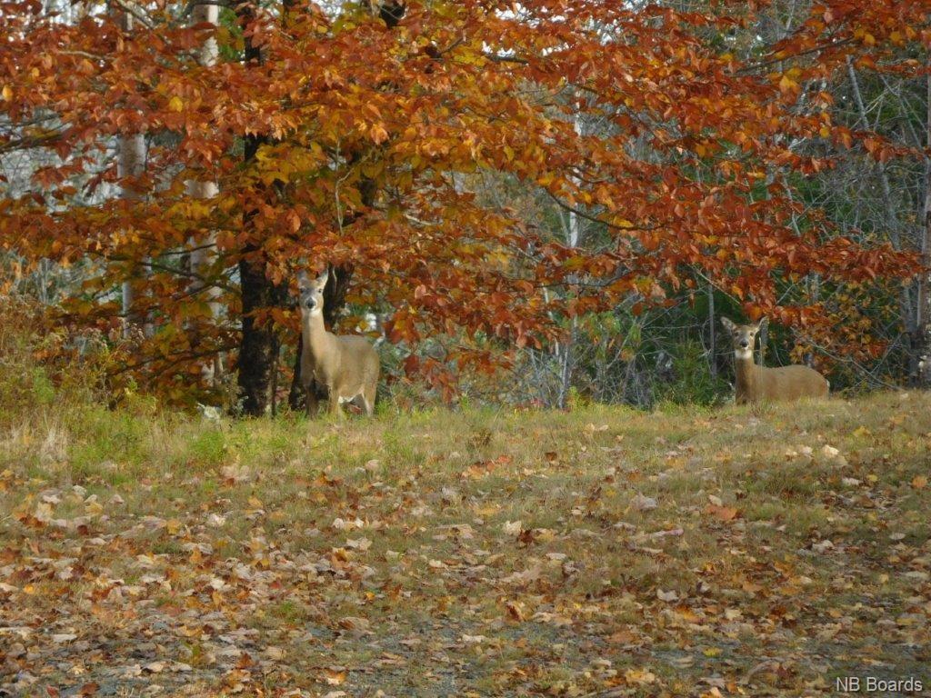 - Gorham Road, Glenwood, New Brunswick, Canada