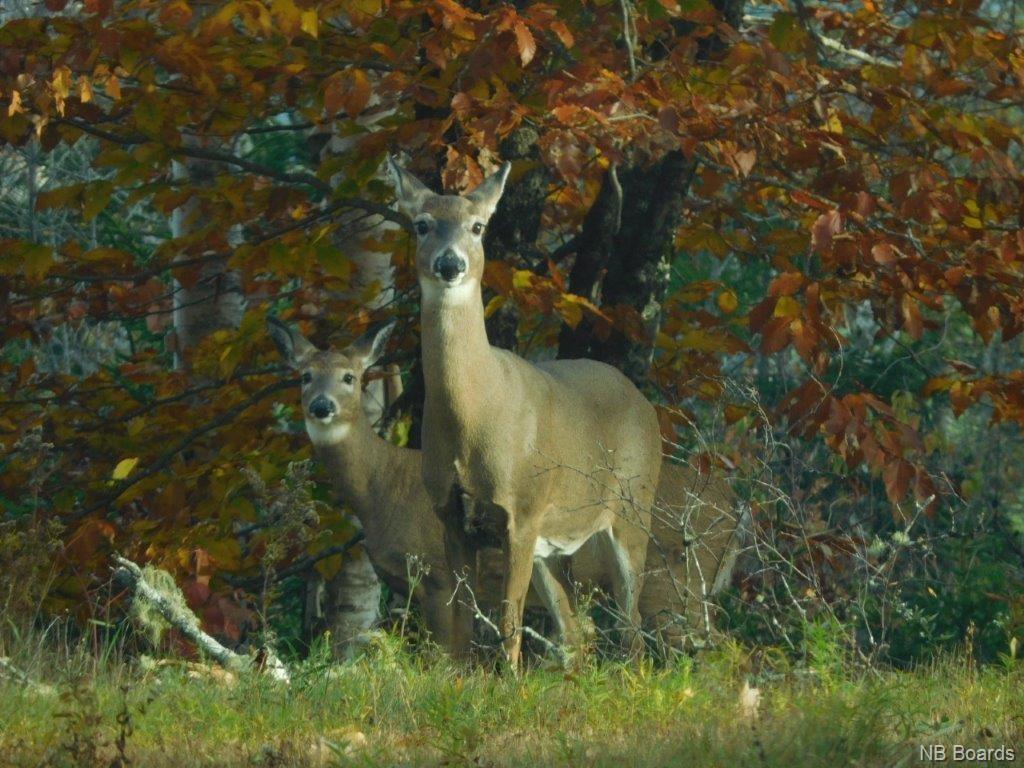 - Gorham Road, Glenwood, New Brunswick, Canada
