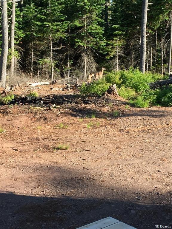 - MacLean Road, Cumberland Bay, New Brunswick, Canada