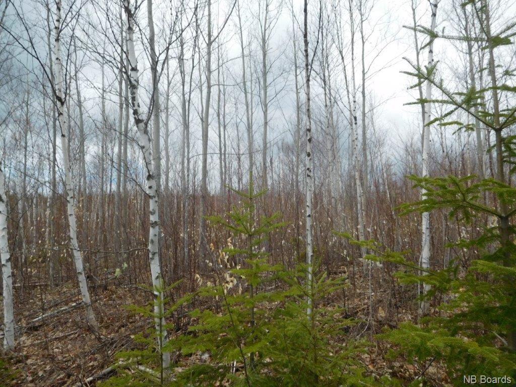 - Green Road, Elgin, New Brunswick, Canada