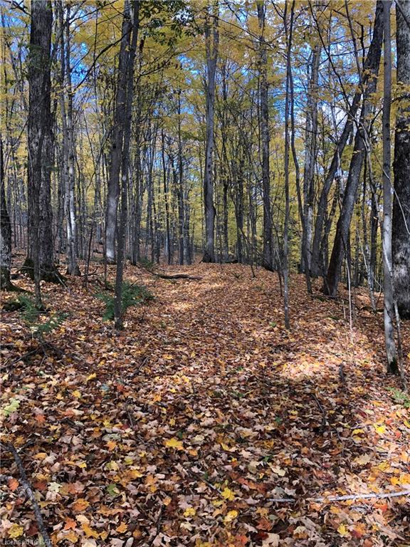 SUGAR BUSH Road, Minden Hills, Ontario, Canada