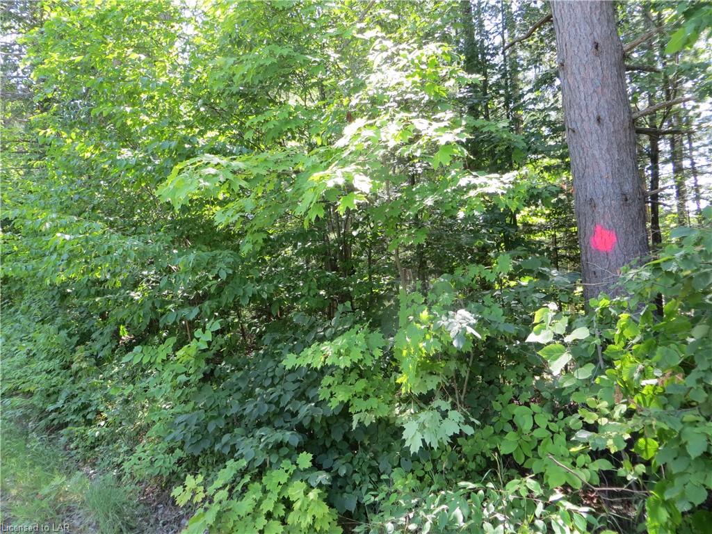 9996 HIGHWAY 118, Carnarvon, Ontario, Canada