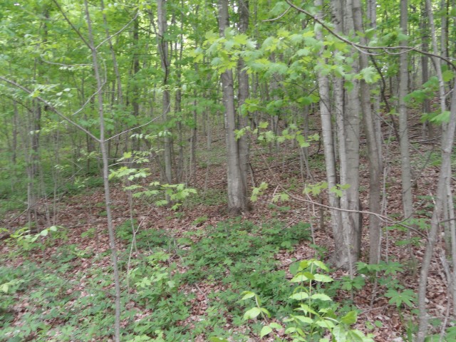PT 2 PT LT 7 CON 8 BEATTY SOUTH LOT 2 RD, Thurlow, Ontario, Canada