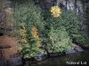 44 Lakeshore, Apsley Ontario
