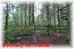 83 Loon Echo Lane, Apsley Ontario