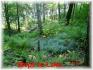 399 antelope trail, Apsley Ontario, Canada