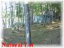 34 Fr 85h, Apsley Ontario
