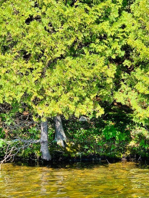 North/East Shore Grace Lake, Wilberforce Ontario, Canada