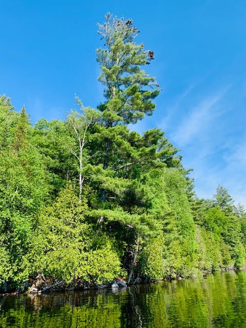 North/East Shore Grace Lake, Wilberforce Ontario, Canada