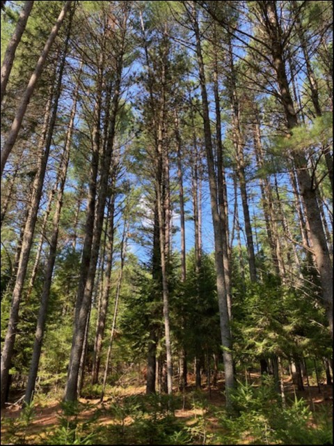 0 Highway 620, Coe Hill, Ontario, Canada