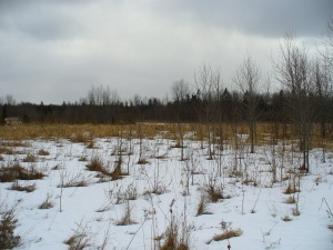 PART LOT 25 BURMA RD, Ferndale, Ontario, Canada