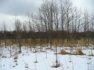 PART LOT 25 BURMA RD, Ferndale, Ontario, Canada