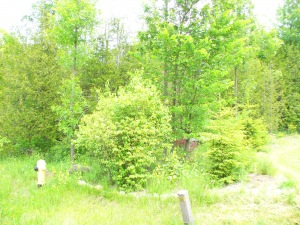 14 SUNSET BLVD, Wiarton, Ontario, Canada