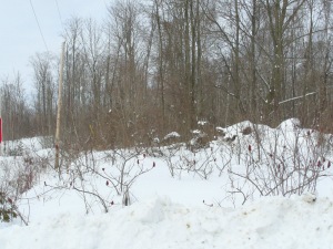 57 LARKWHISTLE AVE, Oliphant, Ontario, Canada