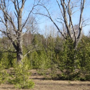 PART LOT 16 CONCESSION 17, Wiarton, Ontario, Canada