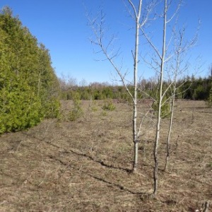 PART LOT 16 CONCESSION 17, Wiarton, Ontario, Canada