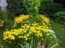 97 Millard Ave, Newmarket Ontario