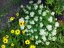 97 Millard Ave, Newmarket Ontario
