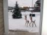Celeste St.,, Innisfil Ontario