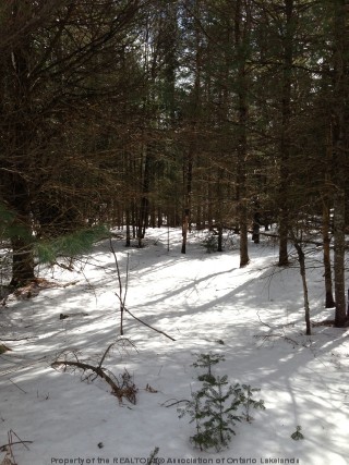OPENED ROAD ALLOWANCE OFF OF INGOLDSBY RD, Minden, Ontario, Canada